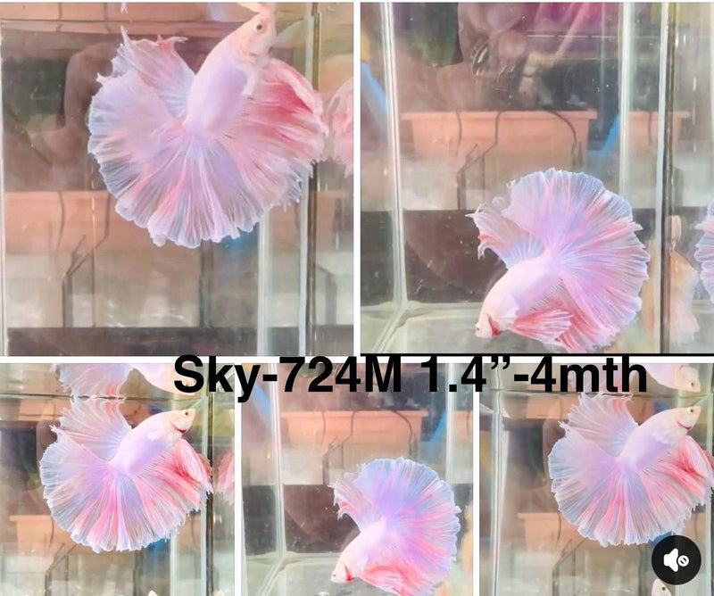 Live Male Betta Fancy Pink Sweet colors Halfmoon Rosetail (Sky-724) S039 High quality What you see What you get!!