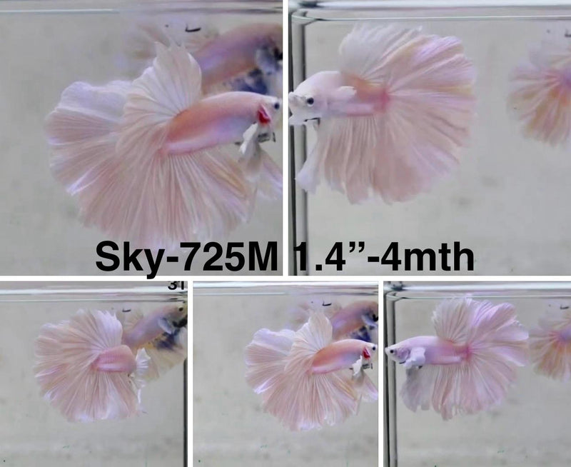 Live Male Betta Fancy Light colors Halfmoon (Sky-725) S040 High quality What you see What you get!!