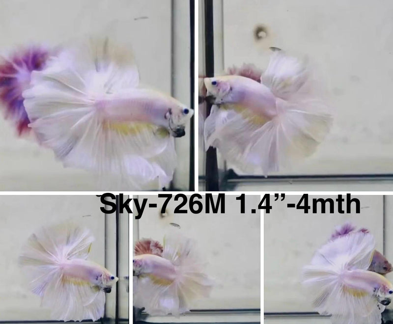 Live Male Betta Fancy Light colors Halfmoon (Sky-726) S110 High quality What you see What you get!!