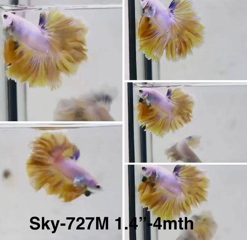 Live Male Betta Fancy Yellow Light colors Halfmoon Rosetail (Sky-727) S114 High quality What you see What you get!!