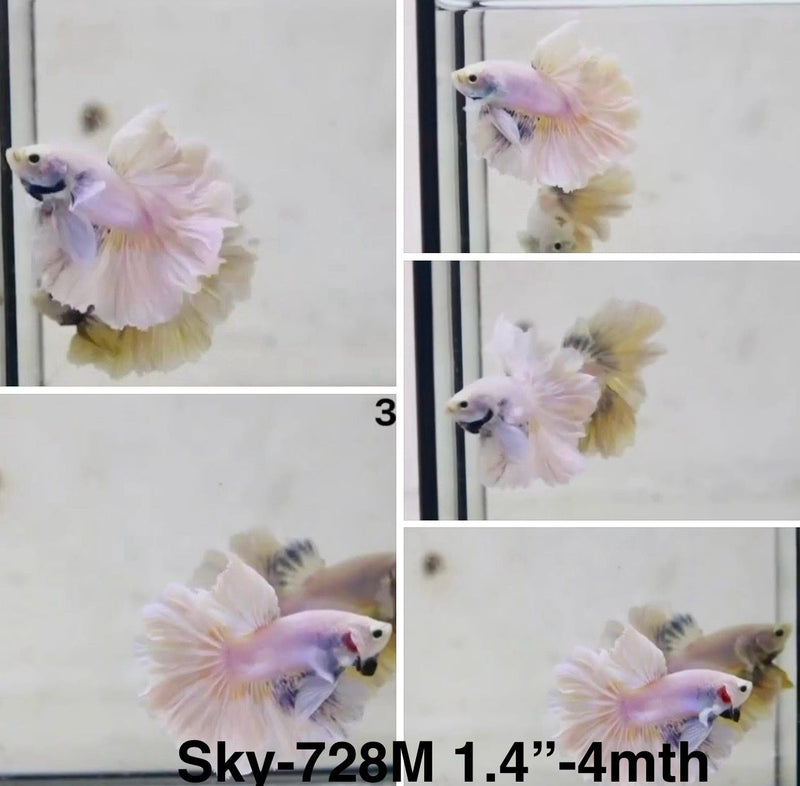 Live Male Betta Fancy Light colors Halfmoon Rosetail (Sky-728) S183 High quality What you see What you get!!