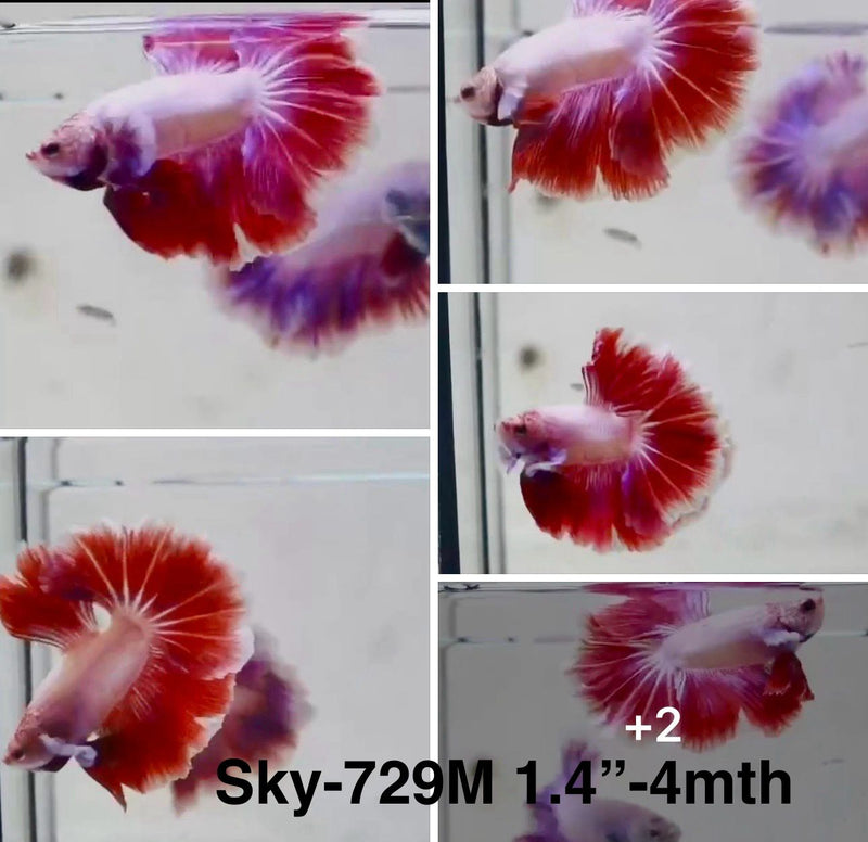 Live Male Betta Fancy Red Purple Lavender Halfmoon (Sky-729) S184 High quality What you see What you get!!