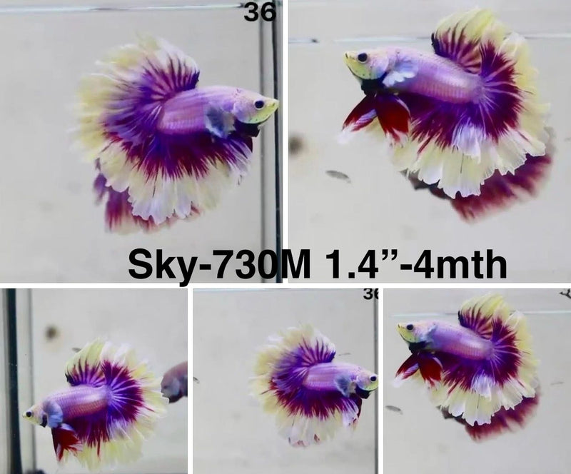 Live Male Betta Fancy Purple Butterfly Halfmoon Rosetail (Sky-730) S187 High quality What you see What you get!!