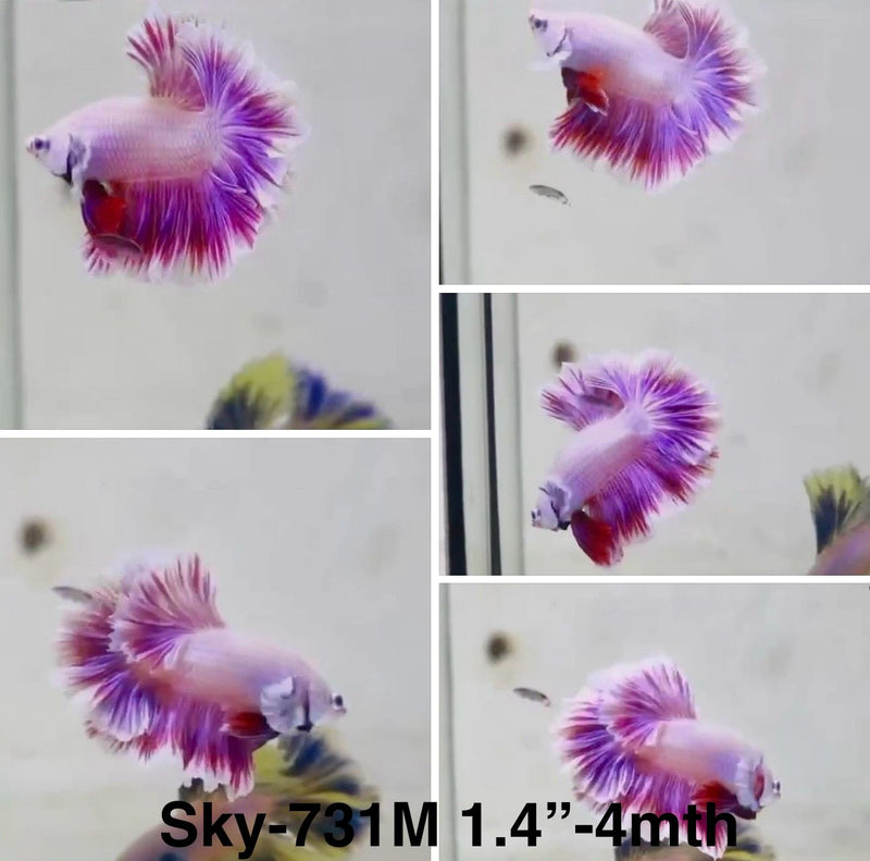 Live Male Betta Fancy Purple Pink Sweet colors Halfmoon Rosetail (Sky-731) S327 High quality What you see What you get!!