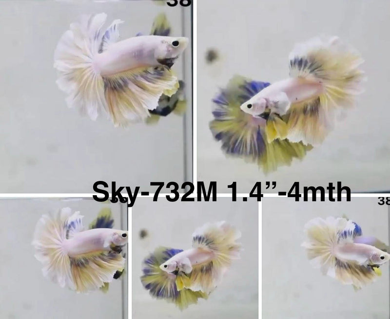 Live Male Betta Fancy Yellow Light Pastel colors Halfmoon Rosetail (Sky-732) S327 High quality What you see What you get!!