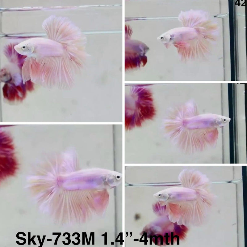 Live Male Betta Fancy Light Pastel colors Halfmoon Rosetail (Sky-733) S328 High quality What you see What you get!!