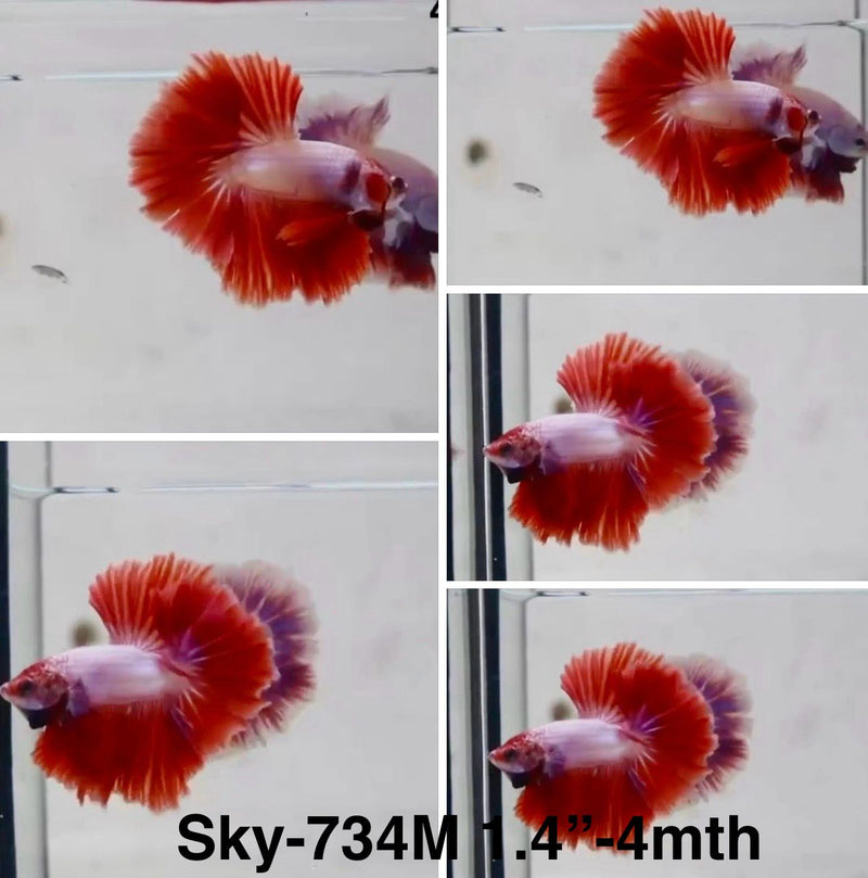 Live Male Betta Fancy Red Pink Lavender Halfmoon (Sky-734) S329 High quality What you see What you get!!