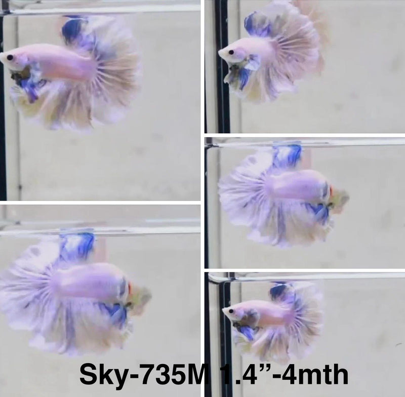 Live Male Betta Fancy Light colors Halfmoon (Sky-735) S330 High quality What you see What you get!!