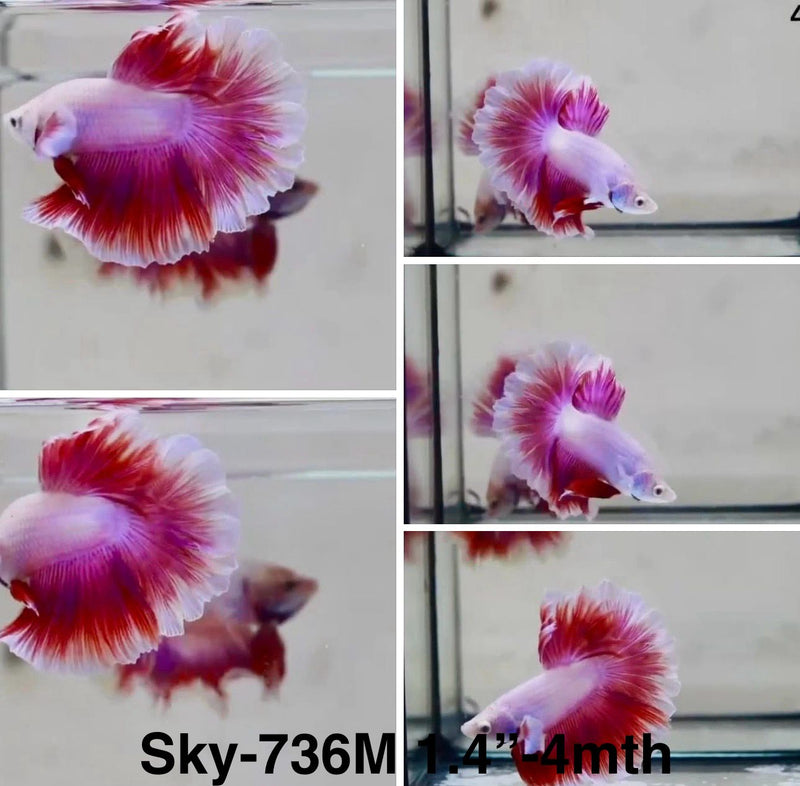 Live Male Betta Fancy Purple Pink Lavender Halfmoon Rosetail (Sky-736) S331 High quality What you see What you get!!