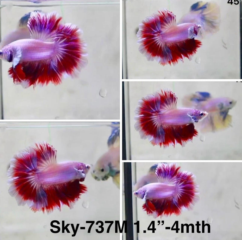 Live Male Betta Fancy Purple Pink Lavender Halfmoon Rosetail (Sky-737) S031 High quality What you see What you get!!