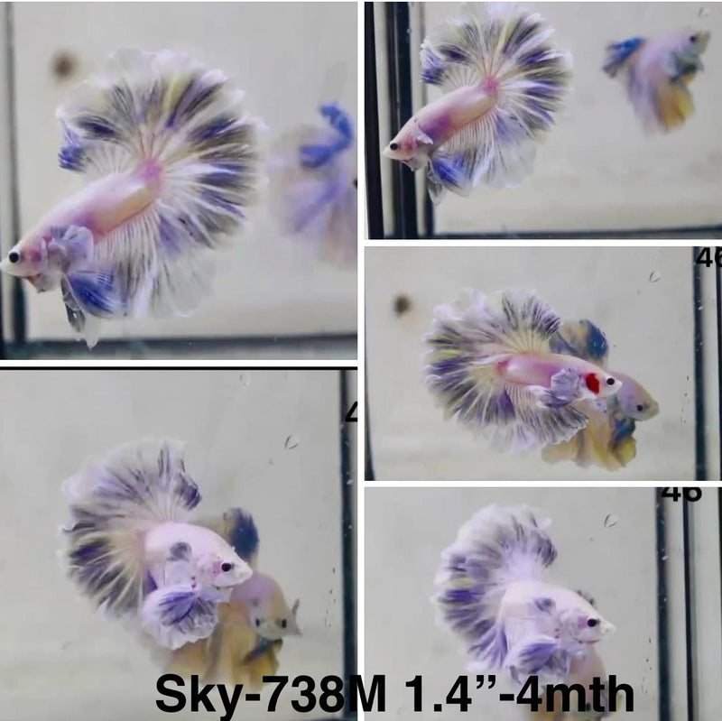 Live Male Betta Blue Grizzle Over Halfmoon (Sky-738) S034 High quality What you see What you get!!