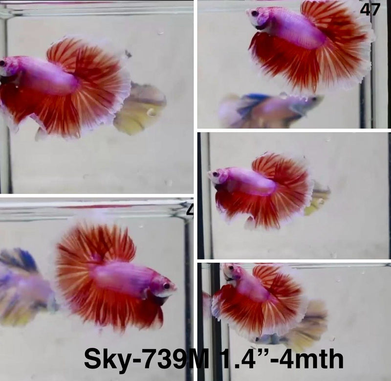 Live Male Betta Fancy Red Pink Bi-colors Halfmoon (Sky-739) S036 High quality What you see What you get!!
