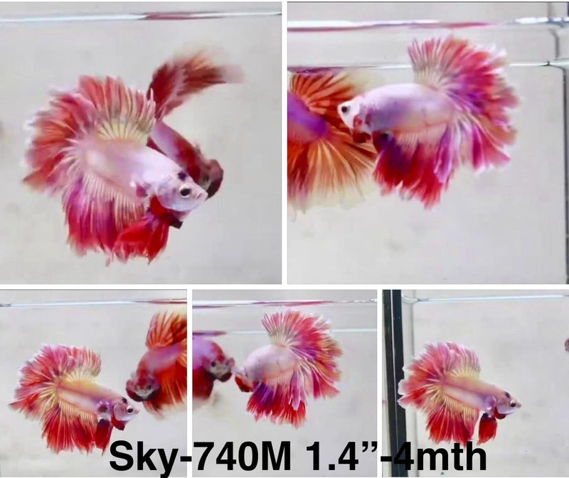 Live Male Betta Fancy Purple Pink Sweet colors Halfmoon Rosetail (Sky-740) S105 High quality What you see What you get!!
