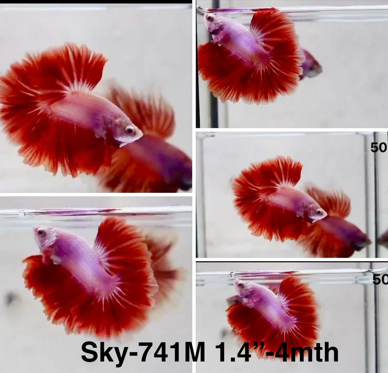 Live Male Betta Fancy Red Pink Bi-colors Halfmoon Rosetail (Sky-741) S108 High quality What you see What you get!!