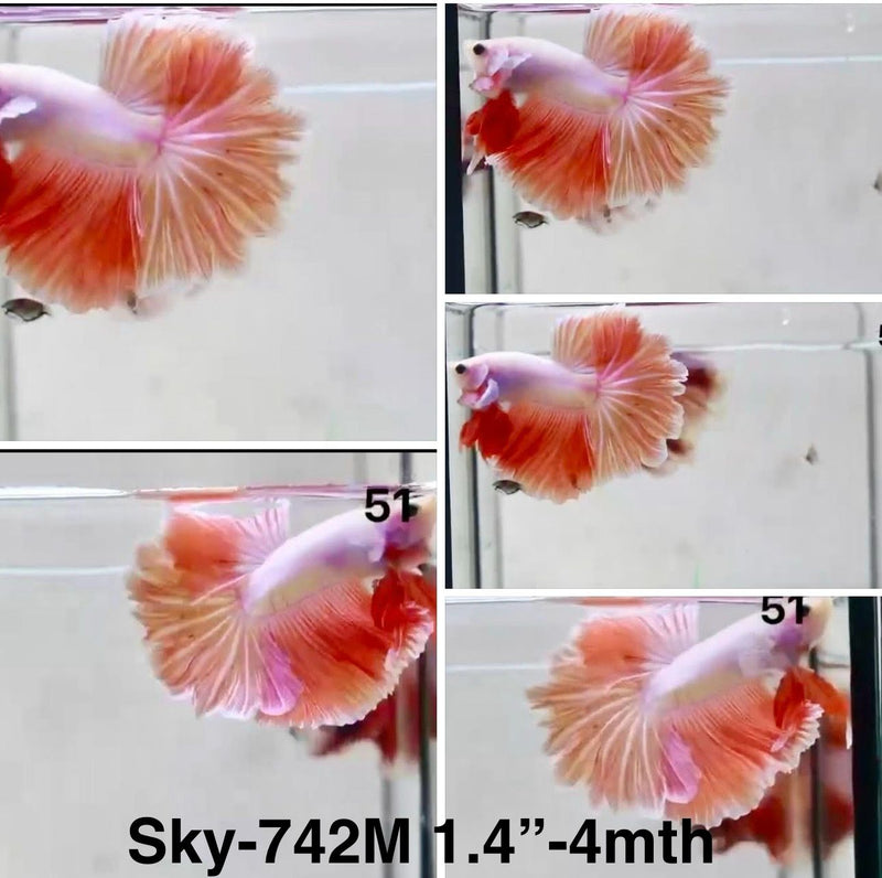 Live Male Betta Fancy Sweet colors Halfmoon Rosetail (Sky-742) S179 High quality What you see What you get!!