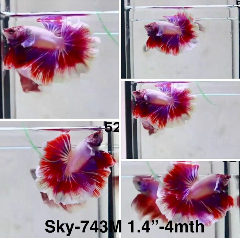 Live Male Betta Fancy Purple Pink Lavender Halfmoon Rosetail (Sky-743) S249 High quality What you see What you get!!