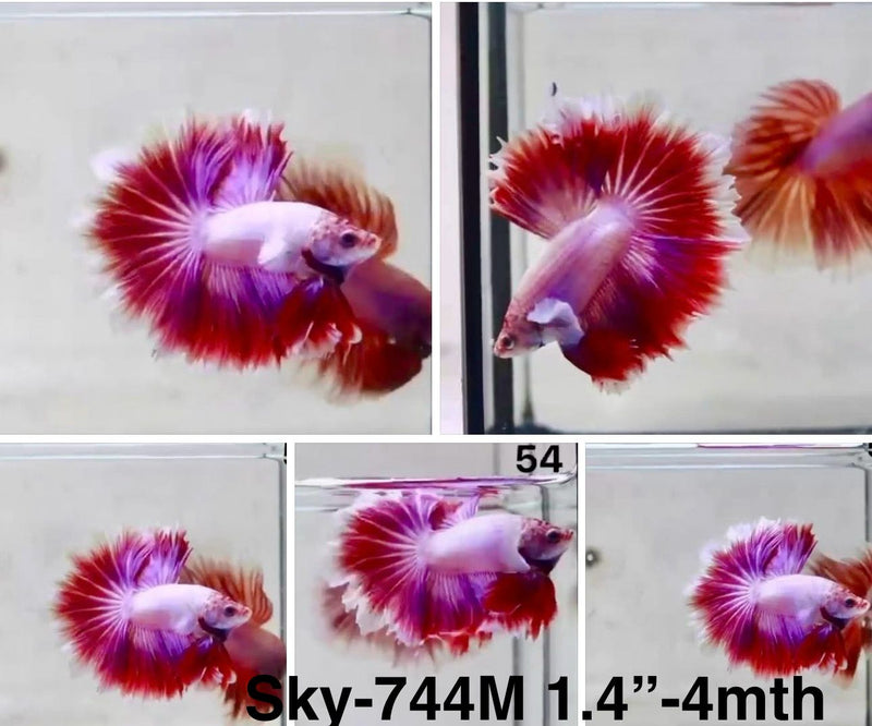 Live Male Betta Fancy Purple Pink Lavender Halfmoon Rosetail (Sky-744) S251 High quality What you see What you get!!