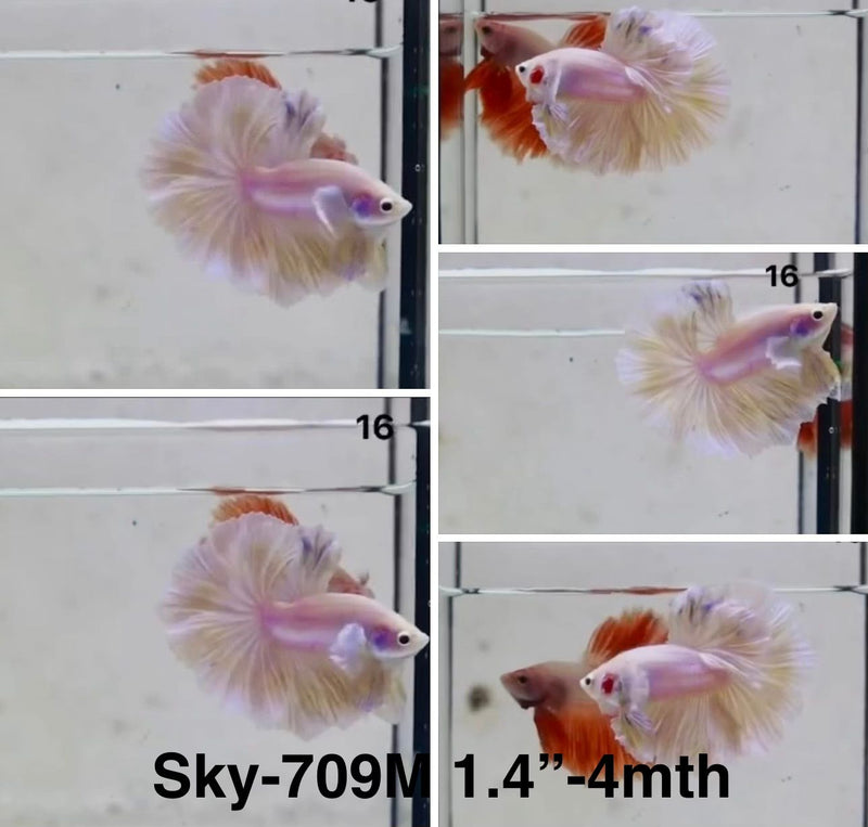 Live Male Betta Fancy Light Pastel colors Over Halfmoon (Sky-709) S338 High quality What you see What you get!!