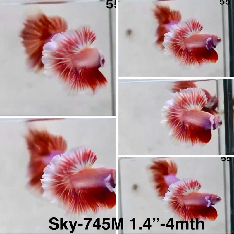 Live Male Betta Fancy Red Pink Lavender Halfmoon Rosetail (Sky-745) S252 High quality What you see What you get!!