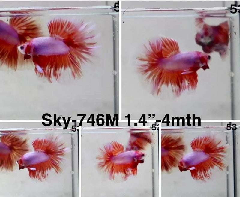 Live Male Betta Fancy Red Pink Lavender Halfmoon (Sky-746) S253 High quality What you see What you get!!