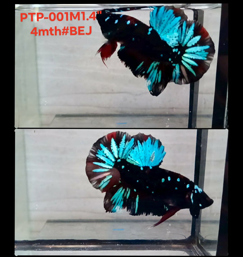 Live Male Betta Blue Black Galaxy Avatar Plakat (PTP-001) S070 High quality what you see what you get!!