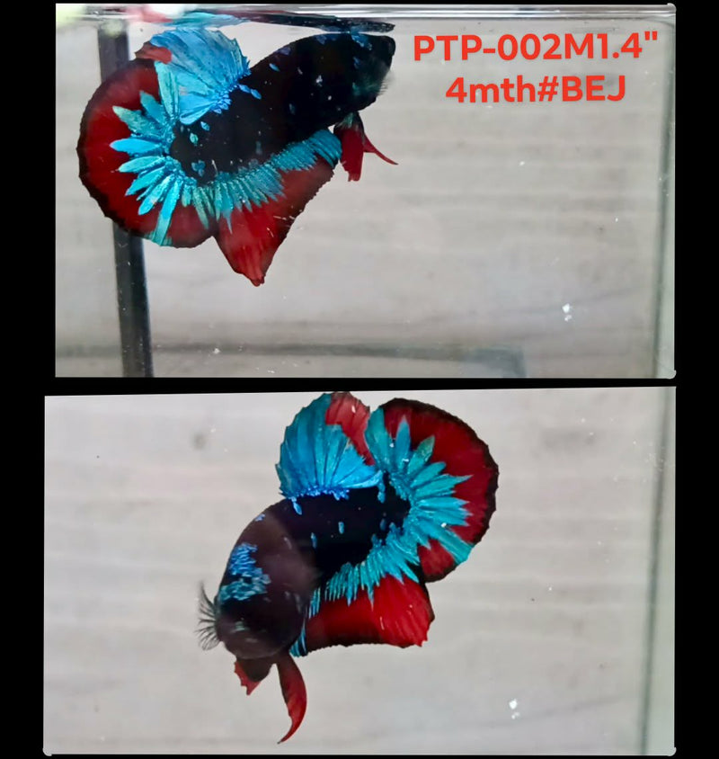 Live Male Betta Blue Black Galaxy Avatar Plakat (PTP-002) S142 High quality what you see what you get!!