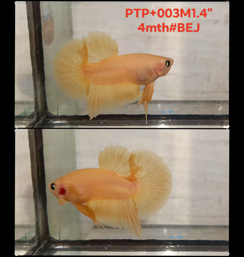 Live Male Betta Super Yellow Solid color Plakat (PTP-003) S003 High quality what you see what you get!!