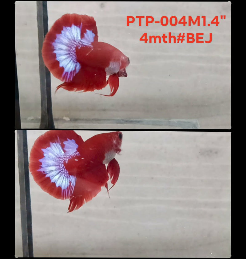 Live Male Betta Red Hellboy Plakat (PTP-004) S211 High quality what you see what you get!!