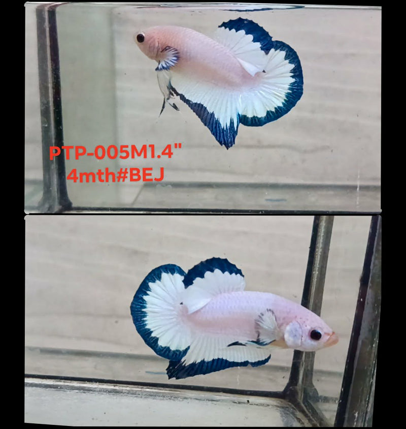 Live Male Betta Blue rim marble Plakat (PTP-005) S283 High quality what you see what you get!!
