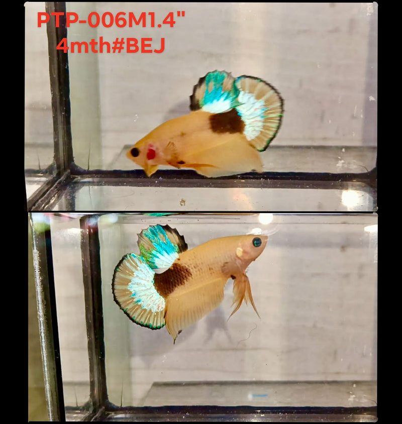 Live Male Betta Fancy Yellow Hellboy Plakat (PTP-006) S060 High quality what you see what you get!!