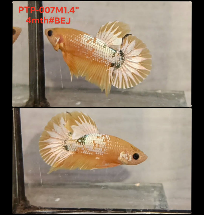 Live Male Betta Fancy Yellow Hellboy Plakat (PTP-007) S345 High quality what you see what you get!!