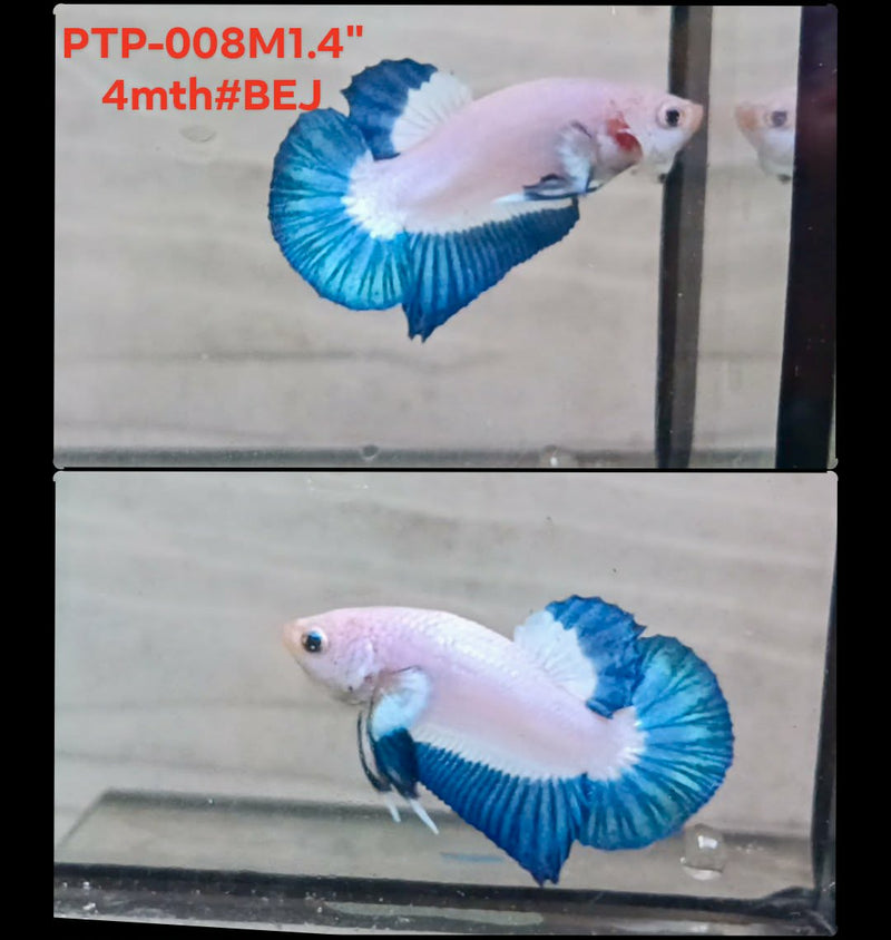 Live Male Betta Blue marble bi-colors Plakat (PTP-008) S255 High quality what you see what you get!!