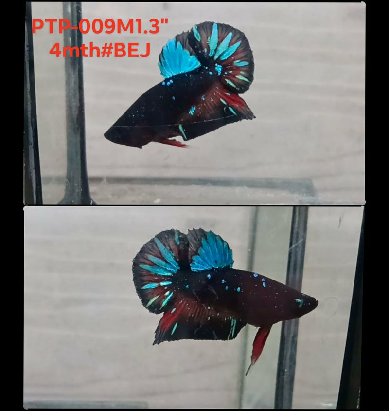 Live Male Betta Black Galaxy Avatar Plakat (PTP-009) S033 High quality what you see what you get!!