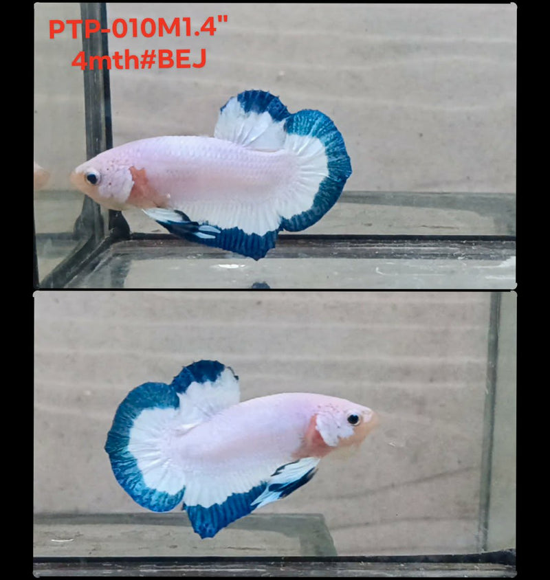 Live Male Betta Blue rim marble Plakat (PTP-010) S107 High quality what you see what you get!!