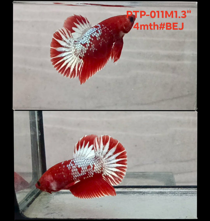 Live Male Betta Fancy Red Hellboy Plakat (PTP-011) S180 High quality what you see what you get!!