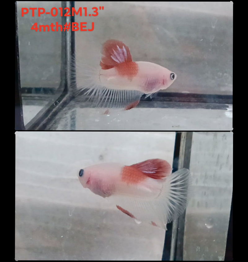 Live Male Betta Classic Red Koi body marking Plakat (PTP-012) S320 High quality what you see what you get!!