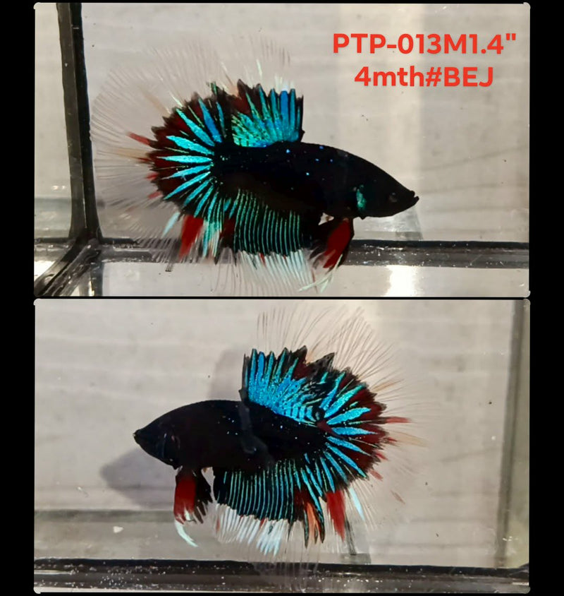 Live Male Betta Fancy Green Black Halfmooon (PTP-013) S321 High quality what you see what you get!!