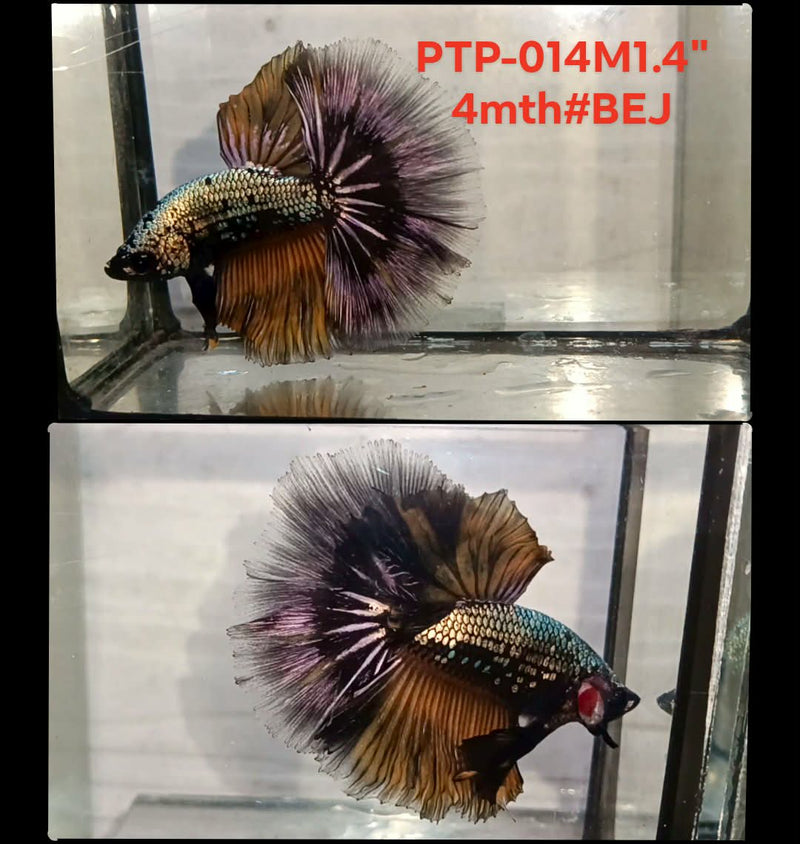 Live Male Betta Fancy Copper Dragon Halfmooon (PTP-014) S322 High quality what you see what you get!!