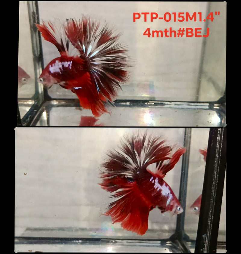 Live Male Betta Red Galaxy Koi Halfmooon (PTP-015) S324 High quality what you see what you get!!