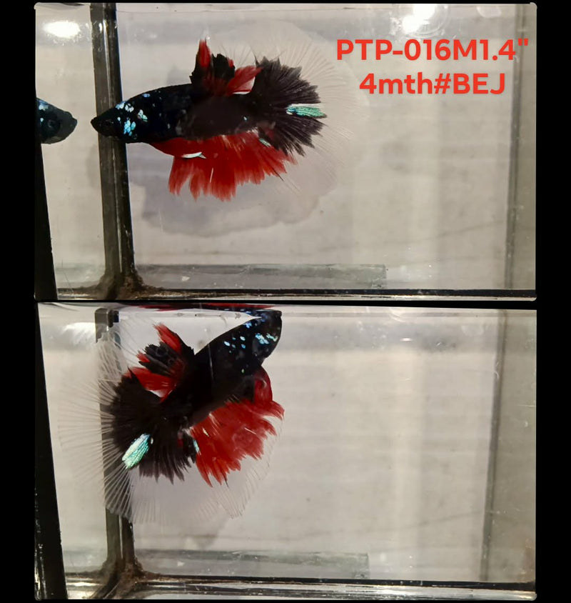 Live Male Betta Black Koi Halfmooon (PTP-016) S325 High quality what you see what you get!!