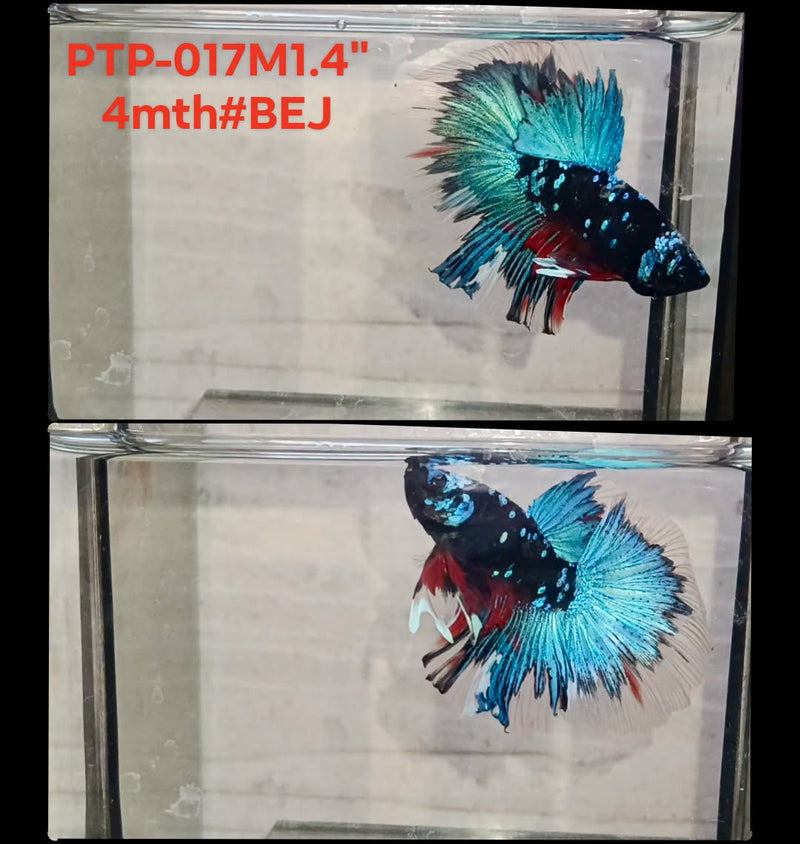 Live Male Betta Blue Black Galaxy Koi Halfmooon (PTP-017) S026 High quality what you see what you get!!