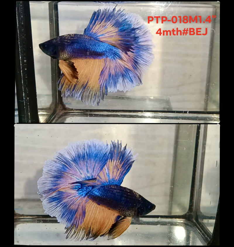 Live Male Betta Yellow Blue Mustard Halfmooon (PTP-018) S098 High quality what you see what you get!!