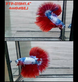 Live Male Betta Fancy Dragon Halfmooon (PTP-019)CLEARANCE High quality what you see what you get!!