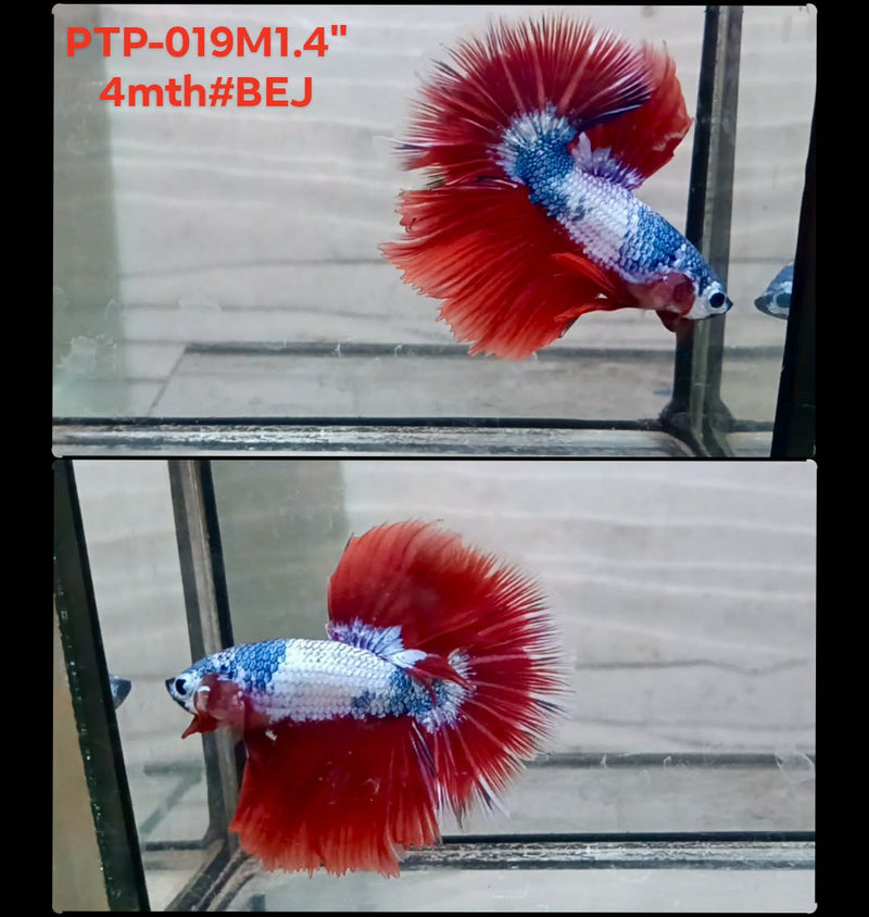 Live Male Betta Fancy Dragon Halfmooon (PTP-019) S170 High quality what you see what you get!!