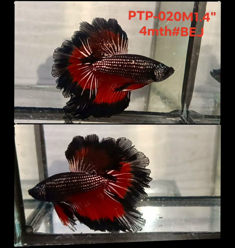 Live Male Betta Red Copper Dark scale Halfmooon Rosetail (PTP-020) S245 High quality what you see what you get!!