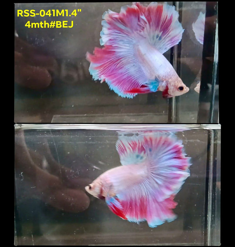 Live Male Betta Fancy Pink tone Halfmoon Rosetail (RSS-041) High quality What you see What you get!!