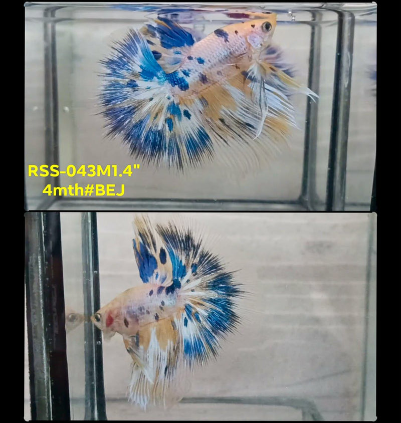 Live Male Betta Fancy Marble Polkadot Halfmoon (RSS-043) High quality What you see What you get!!