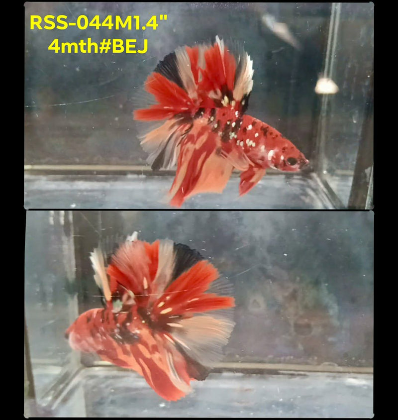 Live Male Betta Red Galaxy Nemo Halfmoon (RSS-044) High quality What you see What you get!!