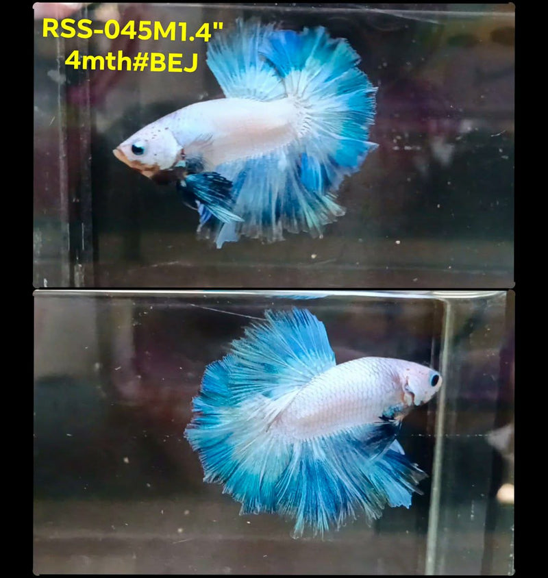 Live Male Betta Fancy Marble two colors Halfmoon (RSS-045) High quality What you see What you get!!