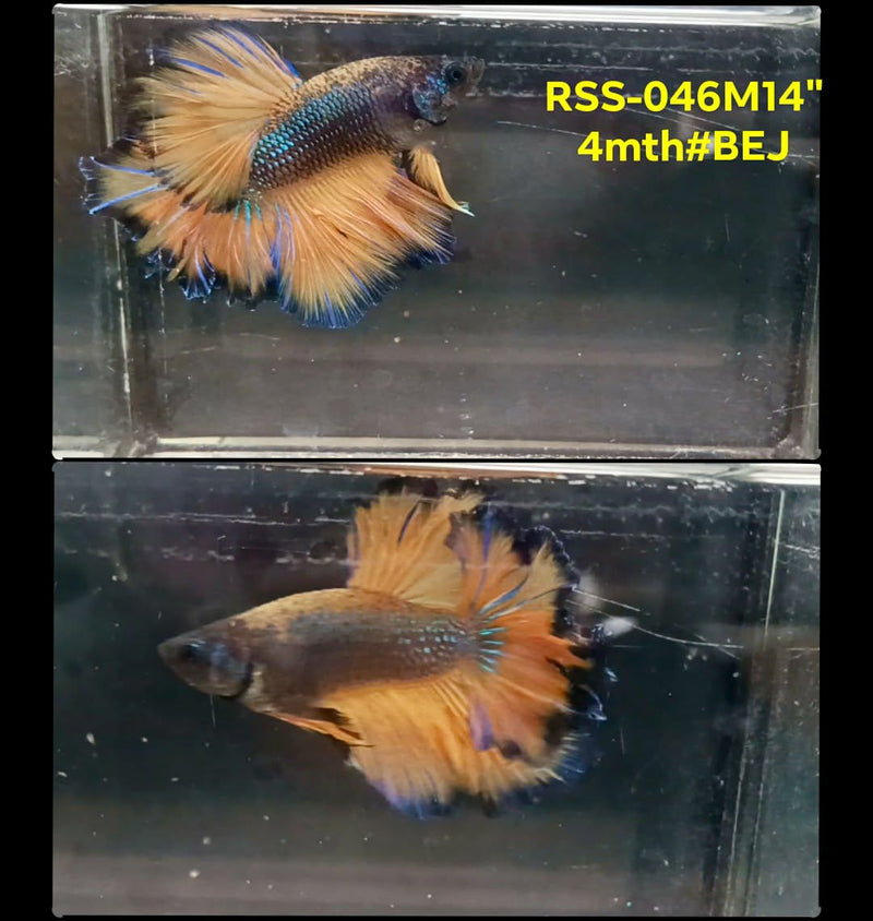Live Male Betta Yellow Mustard Halfmoon Rosetail (RSS-046) High quality What you see What you get!!
